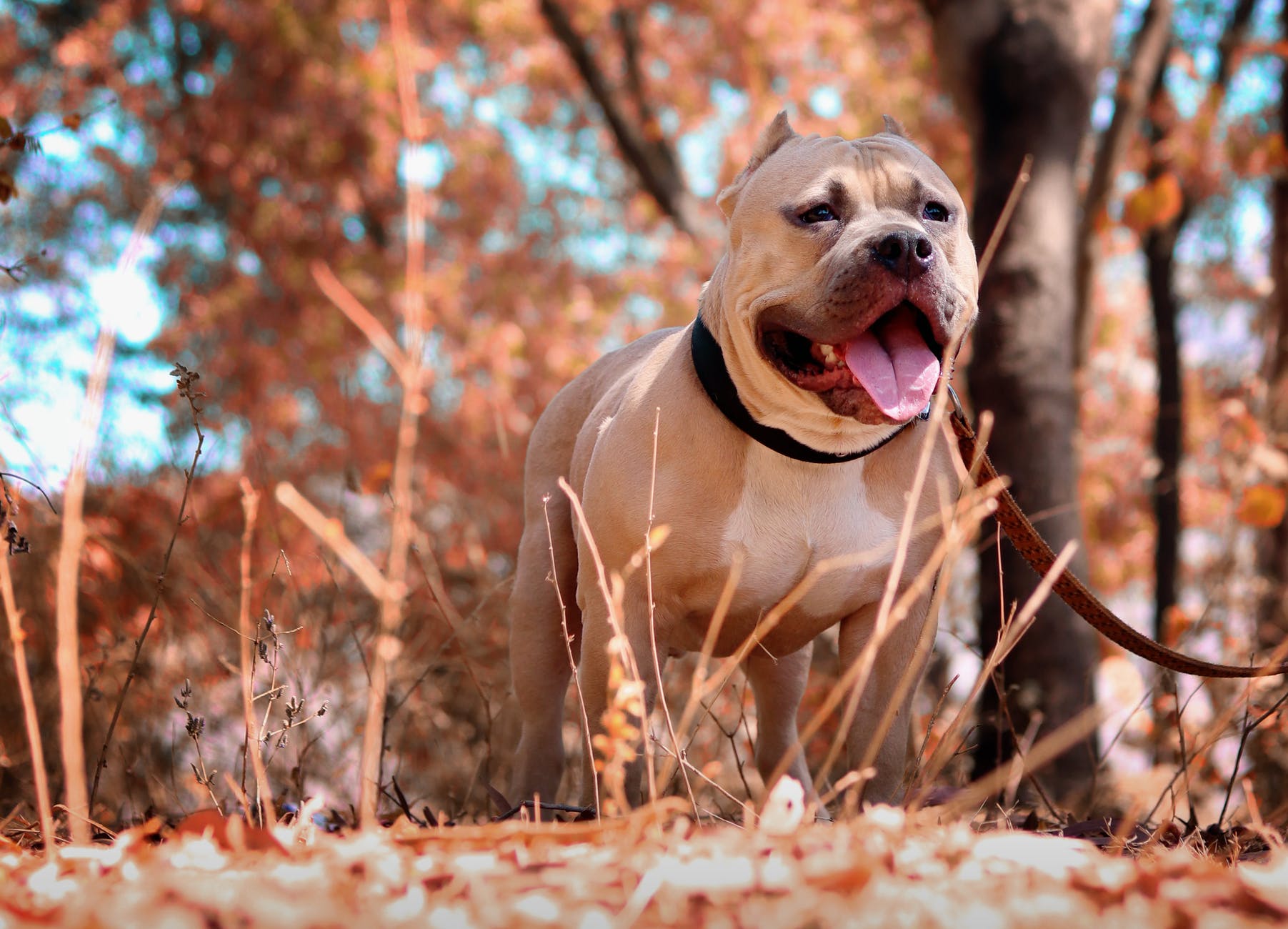 are bull terriers banned